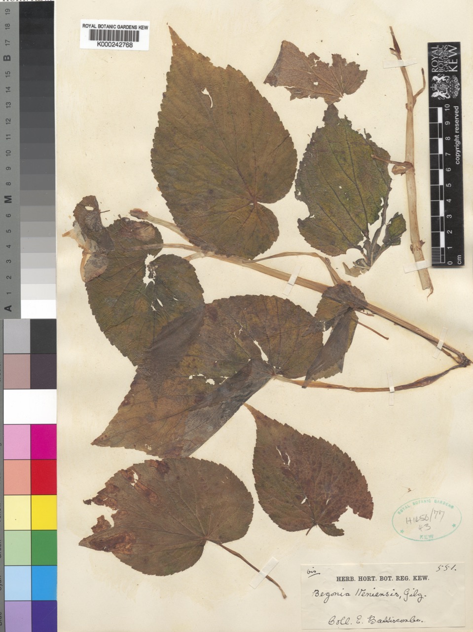 B. keniensis